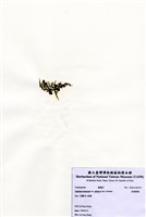 藏品(盾葉蕨藻)的圖片